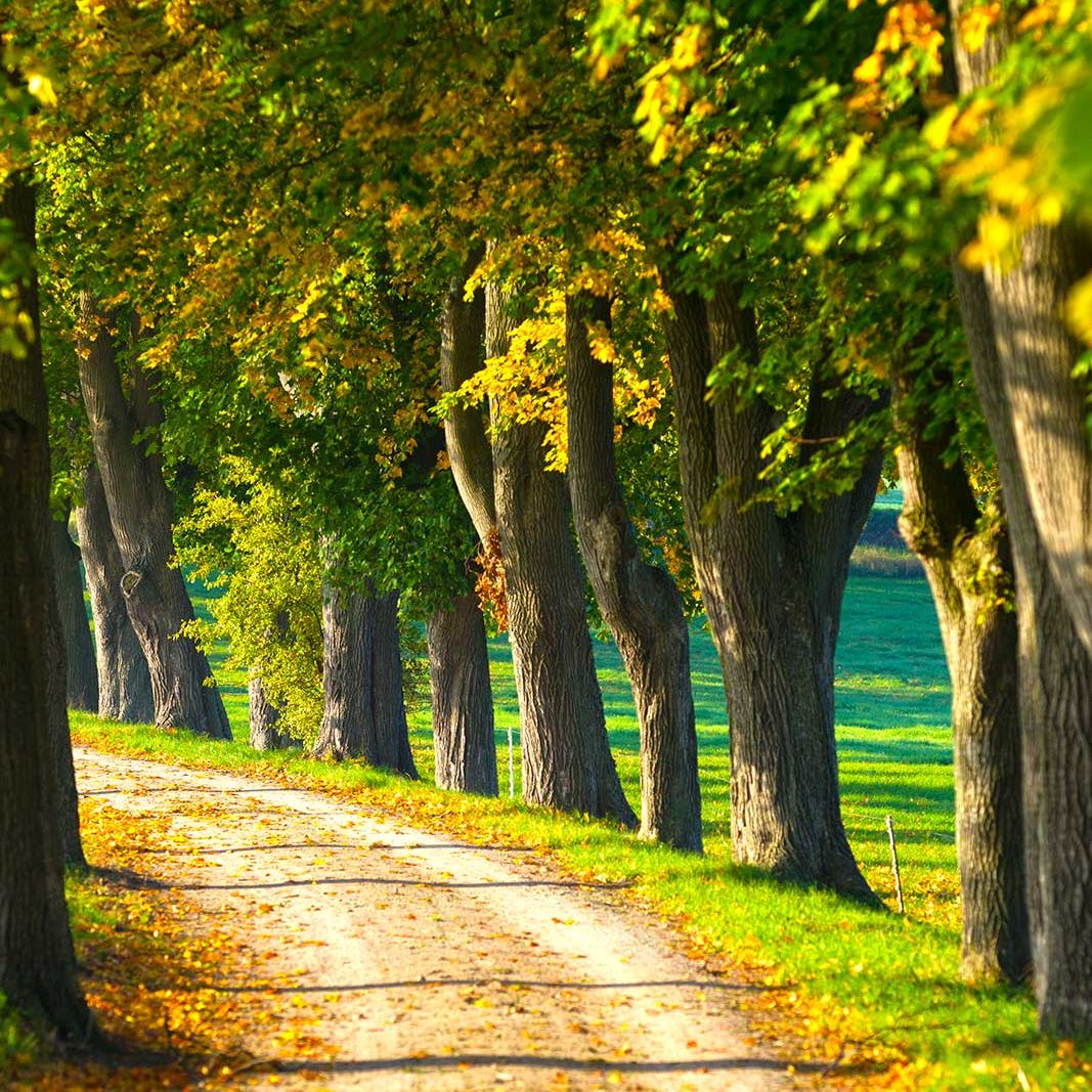 Ein sonnenbeschienener Feldweg, gesäumt von hohen Bäumen, deren grüne Blätter sich im Frühherbst gelb zu färben beginnen.
