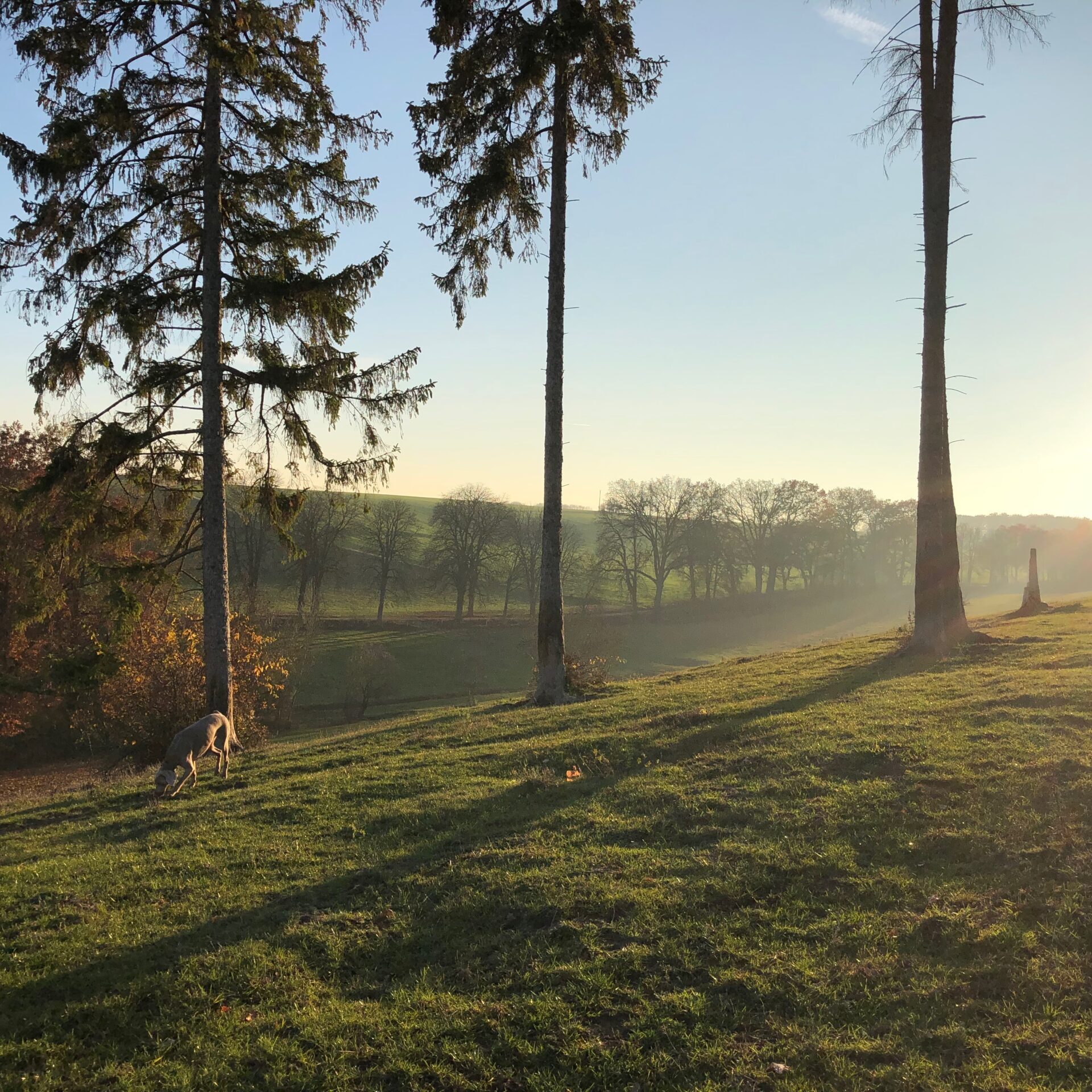 Ein Hund rennt auf einem grasbewachsenen Hügel mit hohen Bäumen, durch deren Blätter das Sonnenlicht scheint, und im Hintergrund sind Felder zu sehen – ganz ähnlich wie die fröhliche Energie, die man an den Reittagen im Marstall spürt, wo jedes Pferd die Weite und die Freiheit unter der Sonne genießt.